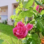 Rosinha Vale de Cambra
