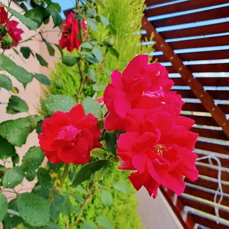 Rosinha Holiday home *
