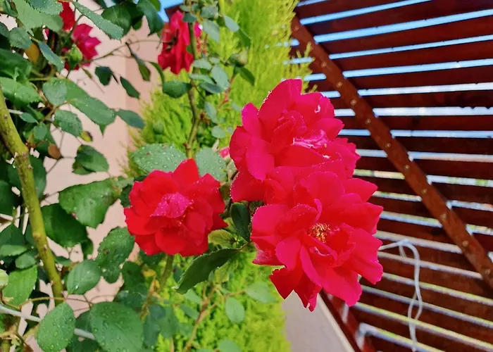 Rosinha Hébergement de vacances *