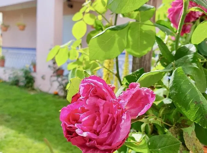 Rosinha Vale de Cambra